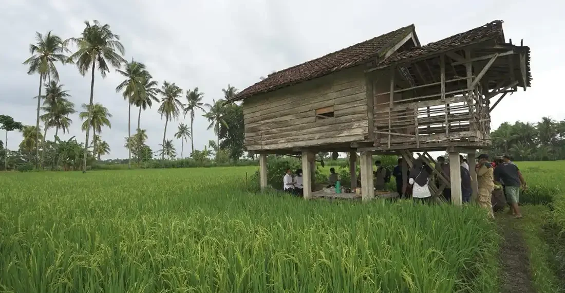 Area pertanian di Banyuwangi