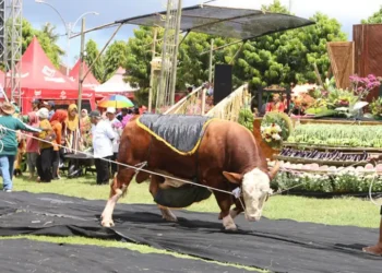 Parade Sapi Jumbo Banyuwangi, Ajang Kenalkan Potensi Ternak Unggulan