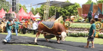 Parade Sapi Jumbo Banyuwangi, Ajang Kenalkan Potensi Ternak Unggulan