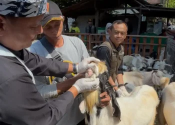 Pemkab Banyuwangi Pastikan Kesehatan Hewan Kurban Layak saat Idul Adha