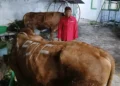 DPD PDIP Jawa Timur menyalurkan 468 ekor sapi kurban untuk masyarakat di berbagai daerah saat Idul Adha 1447 Hijriah