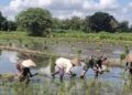 Dukung Program Pemerintah, Babinsa Sumbergempol Turun Langsung Tanam Padi Bersama Petani