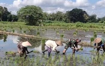 Dukung Program Pemerintah, Babinsa Sumbergempol Turun Langsung Tanam Padi Bersama Petani