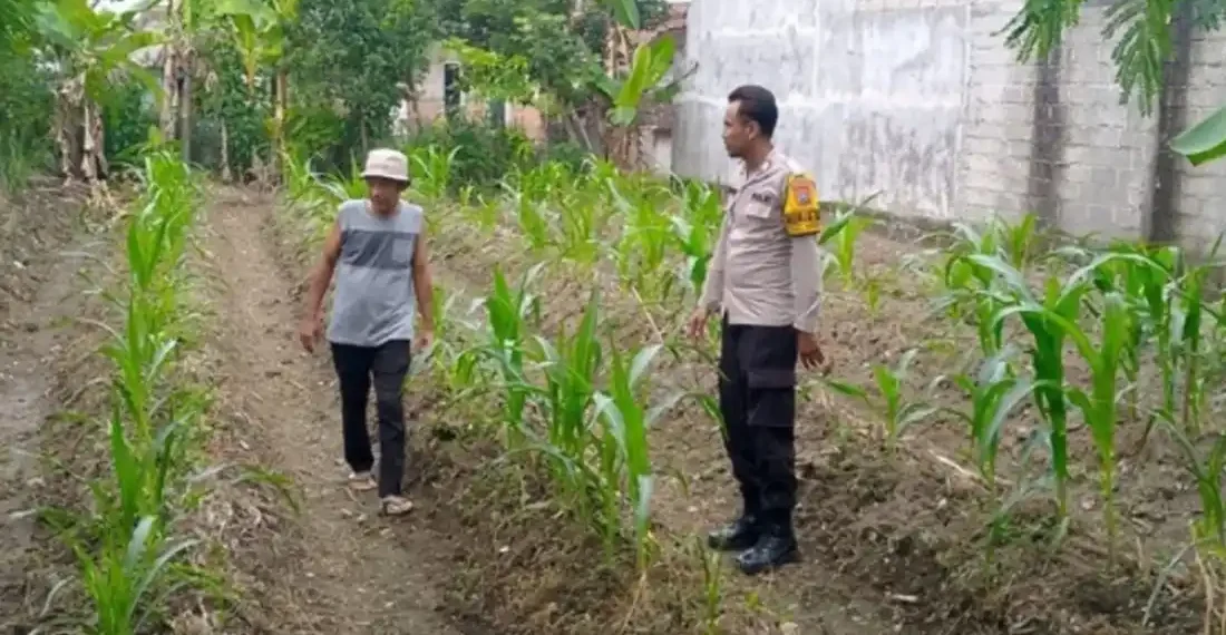 Bhabinkamtibmas Polsek Sempu Polresta Banyuwangi, Bripka Linggar Arie Shandi saat mendampingi dan monitoring tanaman jagung warga