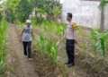 Dukung Ketahanan Pangan, Bhabinkamtibmas Polsek Sempu Dampingi Pertumbuhan Tanaman Jagung Warga