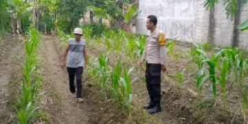 Dukung Ketahanan Pangan, Bhabinkamtibmas Polsek Sempu Dampingi Pertumbuhan Tanaman Jagung Warga