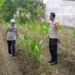 Dukung Ketahanan Pangan, Bhabinkamtibmas Polsek Sempu Dampingi Pertumbuhan Tanaman Jagung Warga