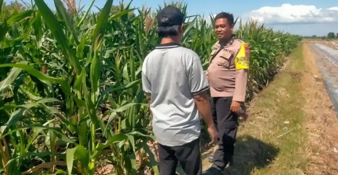 Dukung Ketahanan Pangan, Bhabinkamtibmas Polsek Sempu Dampingi Pertumbuhan Tanaman Jagung Warga