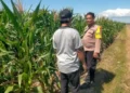 Dukung Ketahanan Pangan, Bhabinkamtibmas Polsek Sempu Dampingi Pertumbuhan Tanaman Jagung Warga