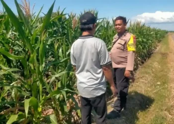 Dukung Ketahanan Pangan, Bhabinkamtibmas Polsek Sempu Dampingi Pertumbuhan Tanaman Jagung Warga
