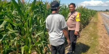 Dukung Ketahanan Pangan, Bhabinkamtibmas Polsek Sempu Dampingi Pertumbuhan Tanaman Jagung Warga