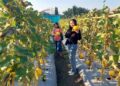 Ratusan Warga Serbu Panen Bersama di Petrokimia Agrifood Expo 2026, Ribuan Buah dan Sayuran Ludes Dipetik 6 Ratusan Warga Serbu Panen Bersama di Petrokimia Agrifood Expo 2026, Ribuan Buah dan Sayuran Ludes Dipetik