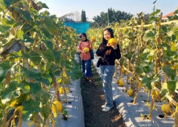 Ratusan Warga Serbu Panen Bersama di Petrokimia Agrifood Expo 2026, Ribuan Buah dan Sayuran Ludes Dipetik 25 Ratusan Warga Serbu Panen Bersama di Petrokimia Agrifood Expo 2026, Ribuan Buah dan Sayuran Ludes Dipetik