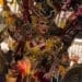 Banyuwangi Ethno Carnival 2026 Digelar 18 Juli, Usung Kisah ‘Perang Bayu’ The Great War of Blambangan