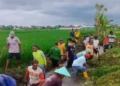 Program Padat Karya Irigasi di Banyuwangi Berdayakan Ratusan Warga Pra Sejahtera Produktif