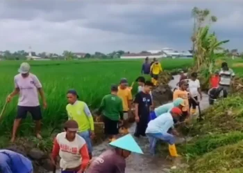 Program Padat Karya Irigasi di Banyuwangi Berdayakan Ratusan Warga Pra Sejahtera Produktif