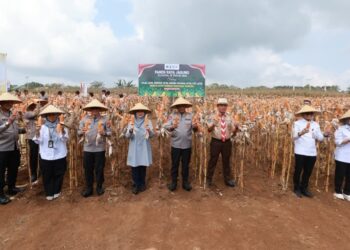 Panen Raya Jagung Kuartal III, Kapolda Jatim Apresiasi Konsistensi Banyuwangi Jaga Surplus Pangan