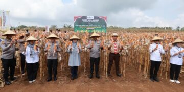 Panen Raya Jagung Kuartal III, Kapolda Jatim Apresiasi Konsistensi Banyuwangi Jaga Surplus Pangan
