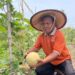 Manfaatkan Lahan Desa, BUMDes Golokan Kembangkan Wisata Petik Melon